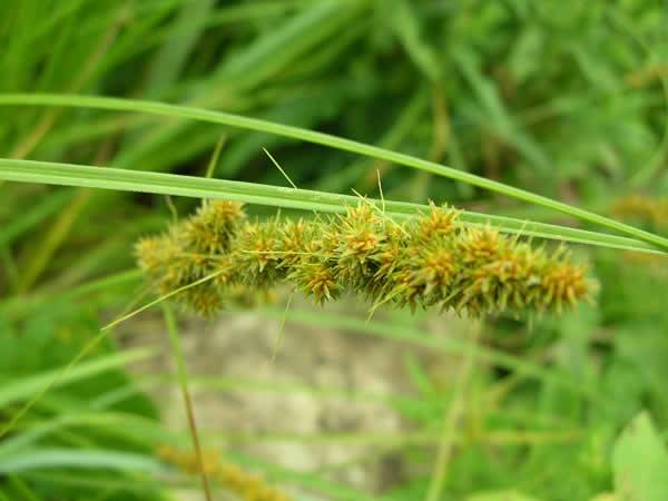 Fox Sedge, Brown Fox Sedge - Carex vulpinoidea