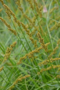 Fox Sedge, Brown Fox Sedge - Carex vulpinoidea 4