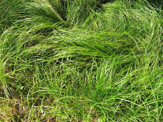 Pennsylvania Sedge, High Meadow Sedge, Common Oak Sedge - Carex pensylvanica 2