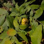 Mockernut Hickory, White Hickory, Big Bud Hickory - Carya tomentosa 2