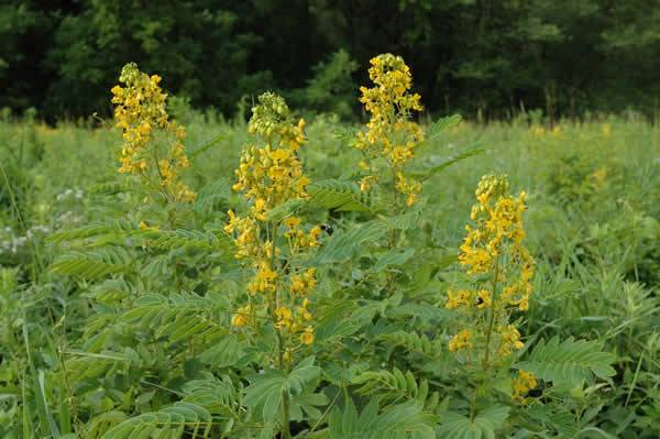 Cassia hebecarpa - American Senna, Wild Senna