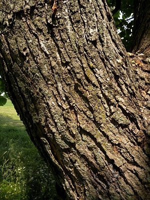 Catalpa Speciosa Tennessee Smart Yards