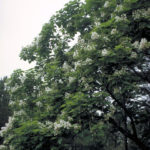 Northern Catalpa, Hardy Catalpa, Cigar Tree - Catalpa speciosa 3