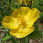 Celandine Poppy, Wood Poppy - Stylophorum diphyllum