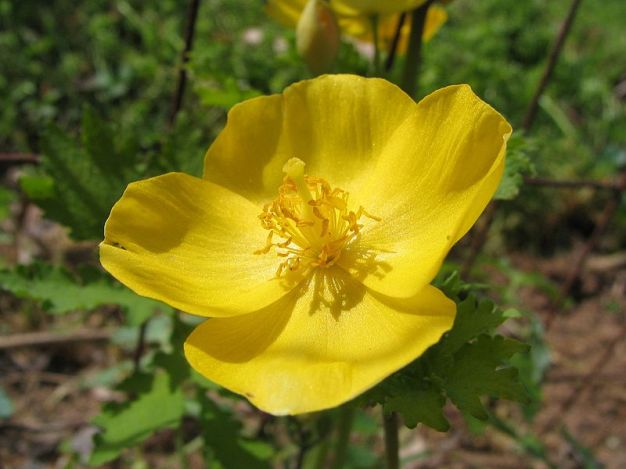 Celandine Poppy, Wood Poppy - Stylophorum diphyllum