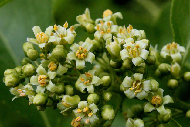 American Bittersweet, Bittersweet - Celastrus scandens