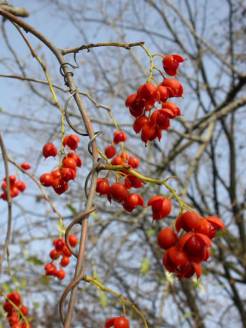 American Bittersweet, Bittersweet - Celastrus scandens 3