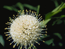 Buttonbush - Cephalanthus occidentalis