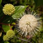 Buttonbush - Cephalanthus occidentalis