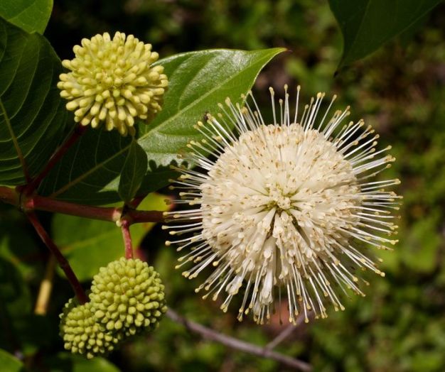 Buttonbush - Cephalanthus occidentalis