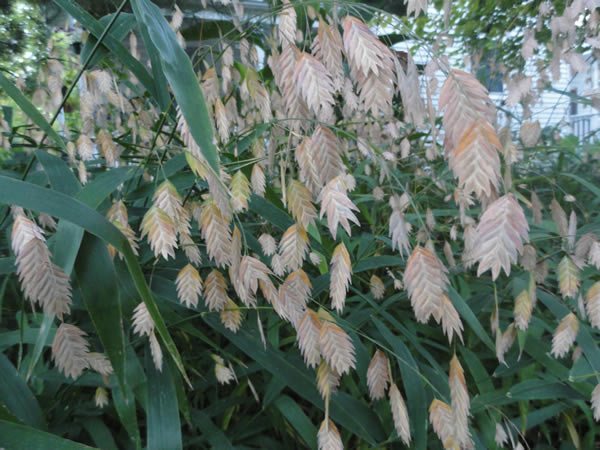 Upland Sea Oats, River Oats, Indian Woodoats Chasmanthium latifolium