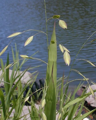 Upland Sea Oats, River Oats, Indian Woodoats Chasmanthium latifolium 2