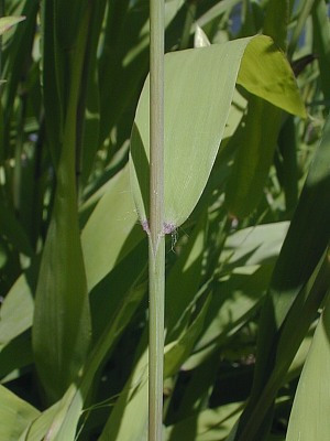 Upland Sea Oats, River Oats, Indian Woodoats Chasmanthium latifolium 3