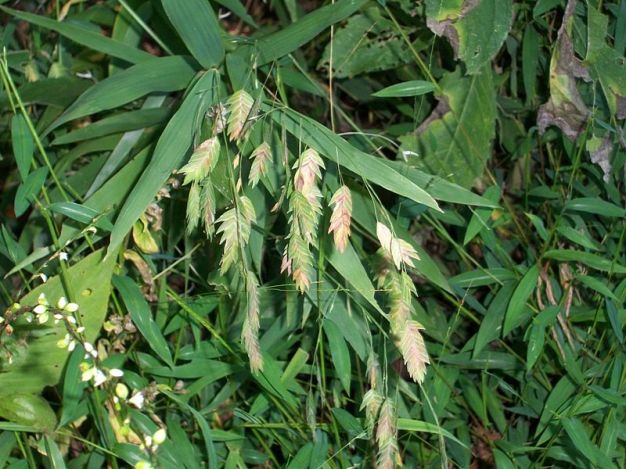 Upland Sea Oats, River Oats, Indian Woodoats Chasmanthium latifolium 4