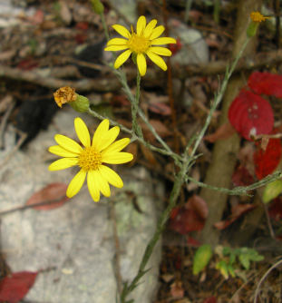 Maryland Golden Aster - Chrysopsis mariana (Heterotheca mariana) 2