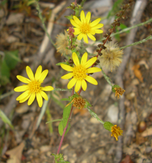 Maryland Golden Aster - Chrysopsis mariana (Heterotheca mariana)