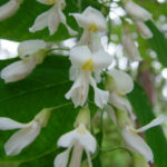 Yellowwood, American Yellowwood - Cladrastis kentukea (C. lutea)
