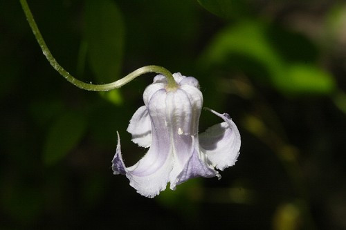 Marsh Leather-Flower, Blue Jasmine - Clematis crispa