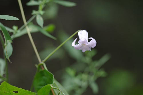 Marsh Leather-Flower, Blue Jasmine - Clematis crispa 2