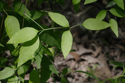 Marsh Leather-Flower, Blue Jasmine - Clematis crispa 3