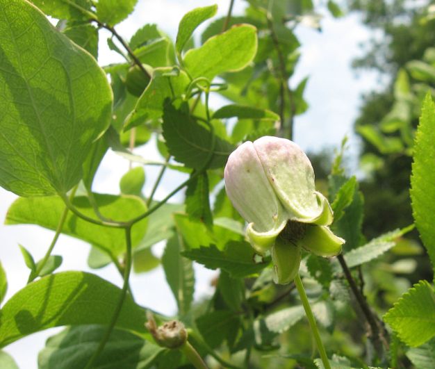 Leather-Flower, Pale Leather Flower - Clematis versicolor