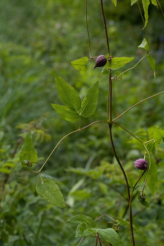 Leather Flower, Vasevine, American Bells - Clematis viorna
