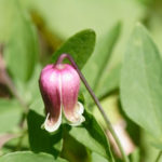 Leather Flower, Vasevine, American Bells - Clematis viorna 2