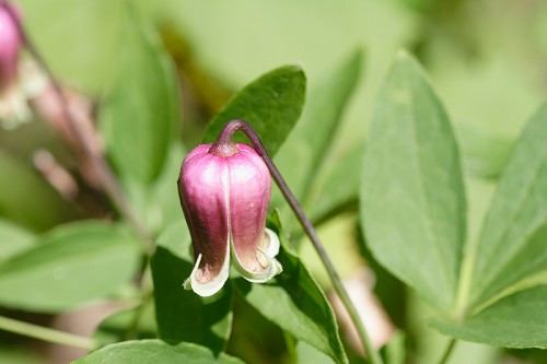 Leather Flower, Vasevine, American Bells - Clematis viorna 2