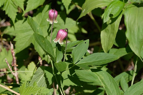 Leather Flower, Vasevine, American Bells - Clematis viorna 3