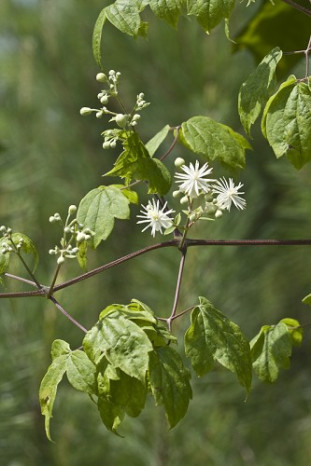 Virgin’s Bower, Traveller’s Joy, Old Man’s Beard - Clematis virginiana