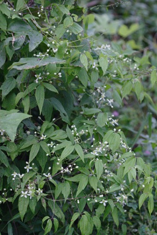 Virgin’s Bower, Traveller’s Joy, Old Man’s Beard - Clematis virginiana 2