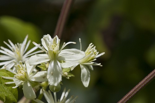 Virgin’s Bower, Traveller’s Joy, Old Man’s Beard - Clematis virginiana 3