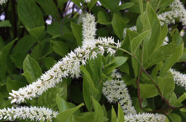 Cinnamon Clethra, Mountain Pepperbush - Clethra acuminata