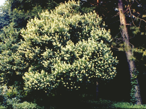 Sweet Pepperbush, Summersweet, Coastal Sweet Pepperbush - Clethra alnifolia 3