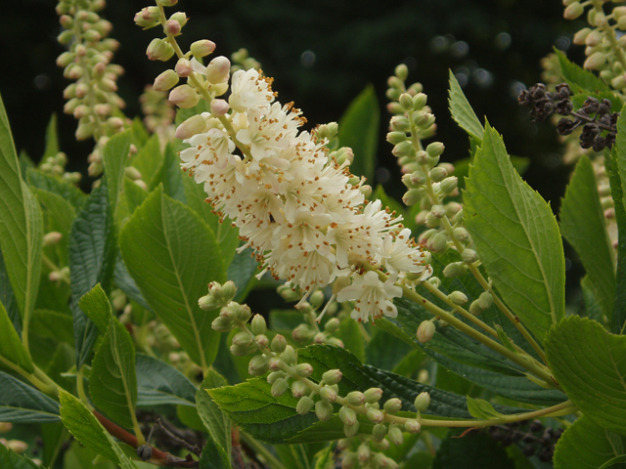 Sweet Pepperbush, Summersweet, Coastal Sweet Pepperbush - Clethra alnifolia