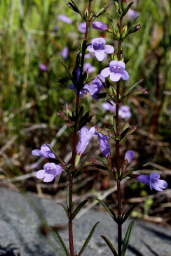 Ozark Calamint, Limestone Calamint - Clinopodium arkansanum (Calamintha arkansana) 2