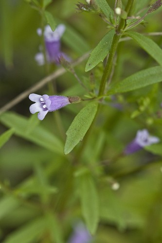 Ozark Calamint, Limestone Calamint - Clinopodium arkansanum (Calamintha arkansana) 3