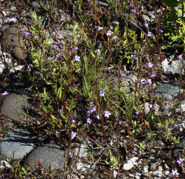 Ozark Calamint, Limestone Calamint - Clinopodium arkansanum (Calamintha arkansana)