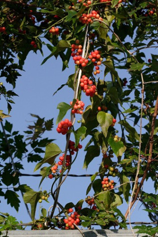 Carolina Snailseed, Coralbeads - Cocculus carolinus 2