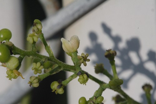 Carolina Snailseed, Coralbeads - Cocculus carolinus 4