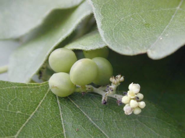 Carolina Snailseed, Coralbeads - Cocculus carolinus 3