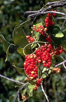 Carolina Snailseed, Coralbeads - Cocculus carolinus