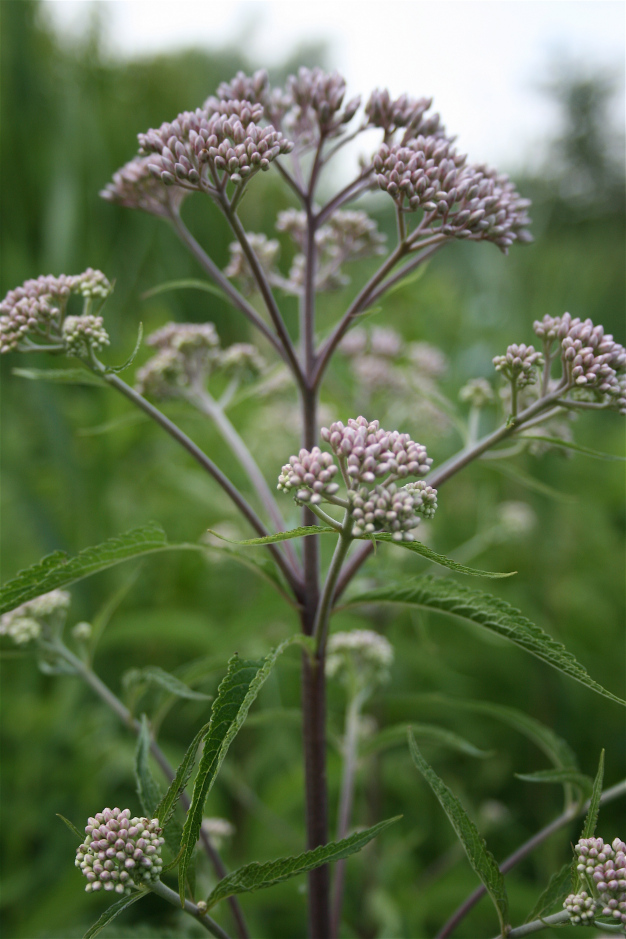 Joe Pye Weed, Spotted Joe Pye Weed - Eutrochium maculatum (Eupatorium maculatum)