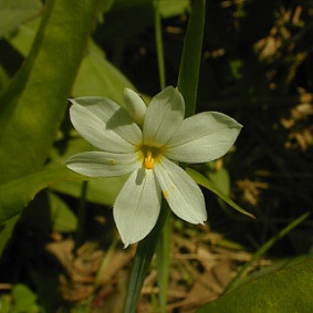 Common Blue-eyed Grass, White Blue-eyed Grass - Sisyrinchium albidum