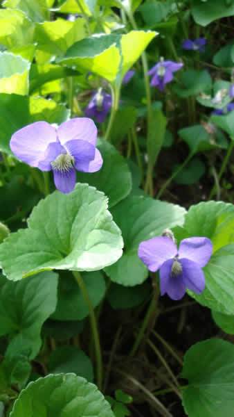Common Blue Violet - Viola sororia (Viola papilionacea) 1