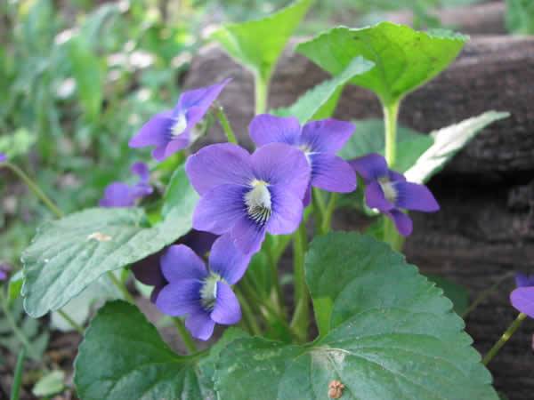 Common Blue Violet - Viola sororia (Viola papilionacea)