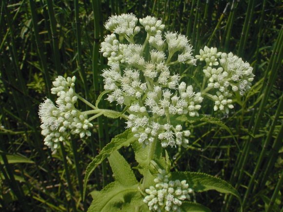 Boneset, Common Boneset - Eupatorium perfoliatum
