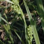 Common Wood Sedge, Eastern Woodland Sedge - Carex blanda 2