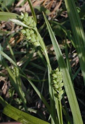 Common Wood Sedge, Eastern Woodland Sedge - Carex blanda 2