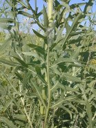 Compass Plant - Silphium laciniatum 7